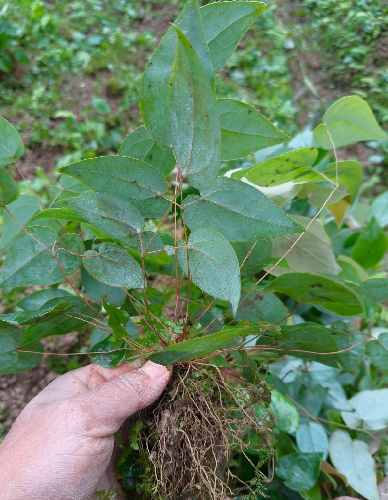 高萌发柔毛淫羊藿种苗，淫羊藿种苗