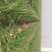 新野樊集大葱