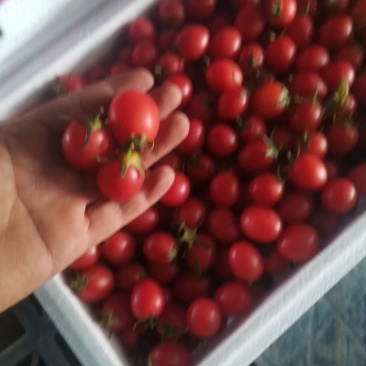 千禧果