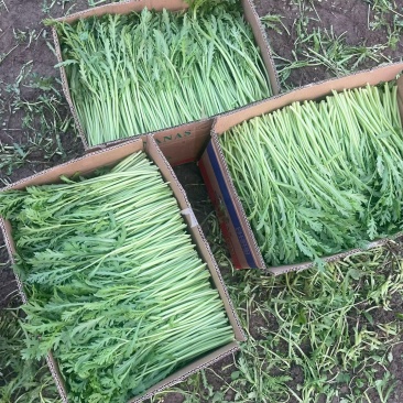 精品纸箱茼蒿