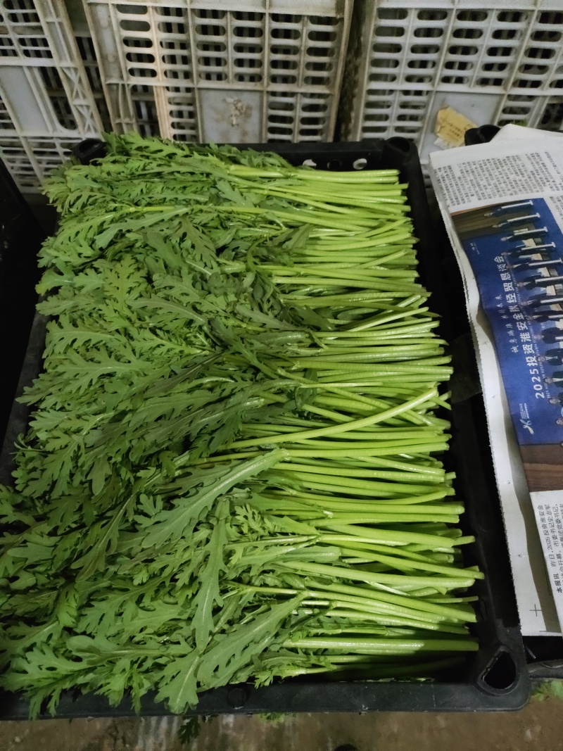 精品纸箱茼蒿