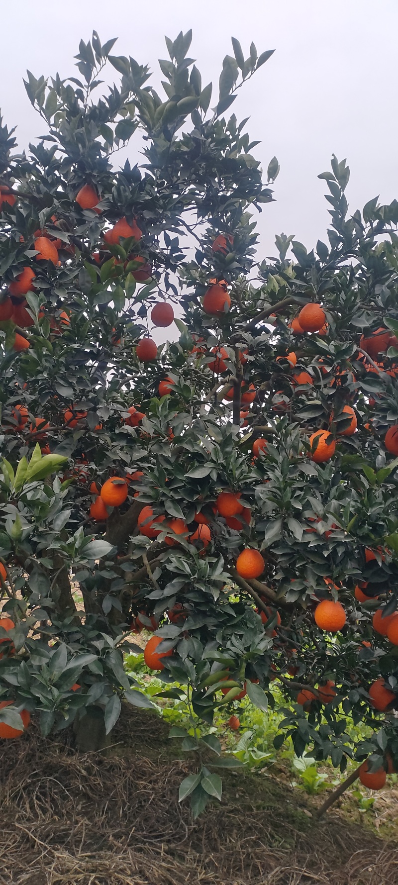 脐橙