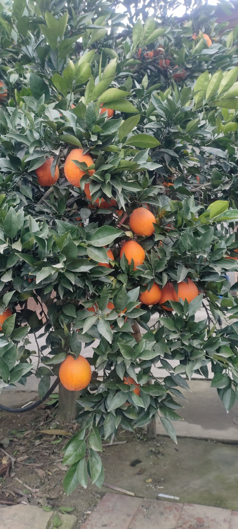 脐橙