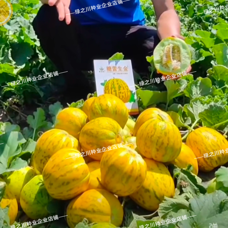 糖蕾生金甜瓜种子高糖中大果八里香杂交甜瓜种籽果皮亮红黄果
