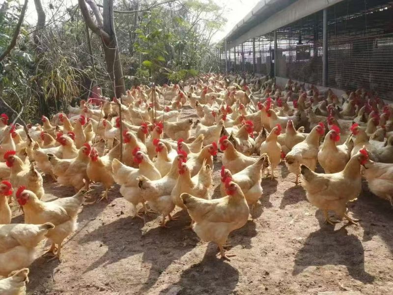 清远三黄鸡鸡肉一手货源现杀现发量大从优欢迎咨询