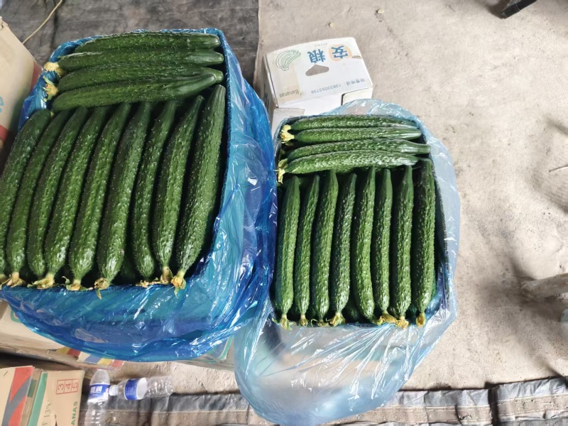 山西精品密刺黄瓜，一手货源厂地直发，一年四季黄瓜为主