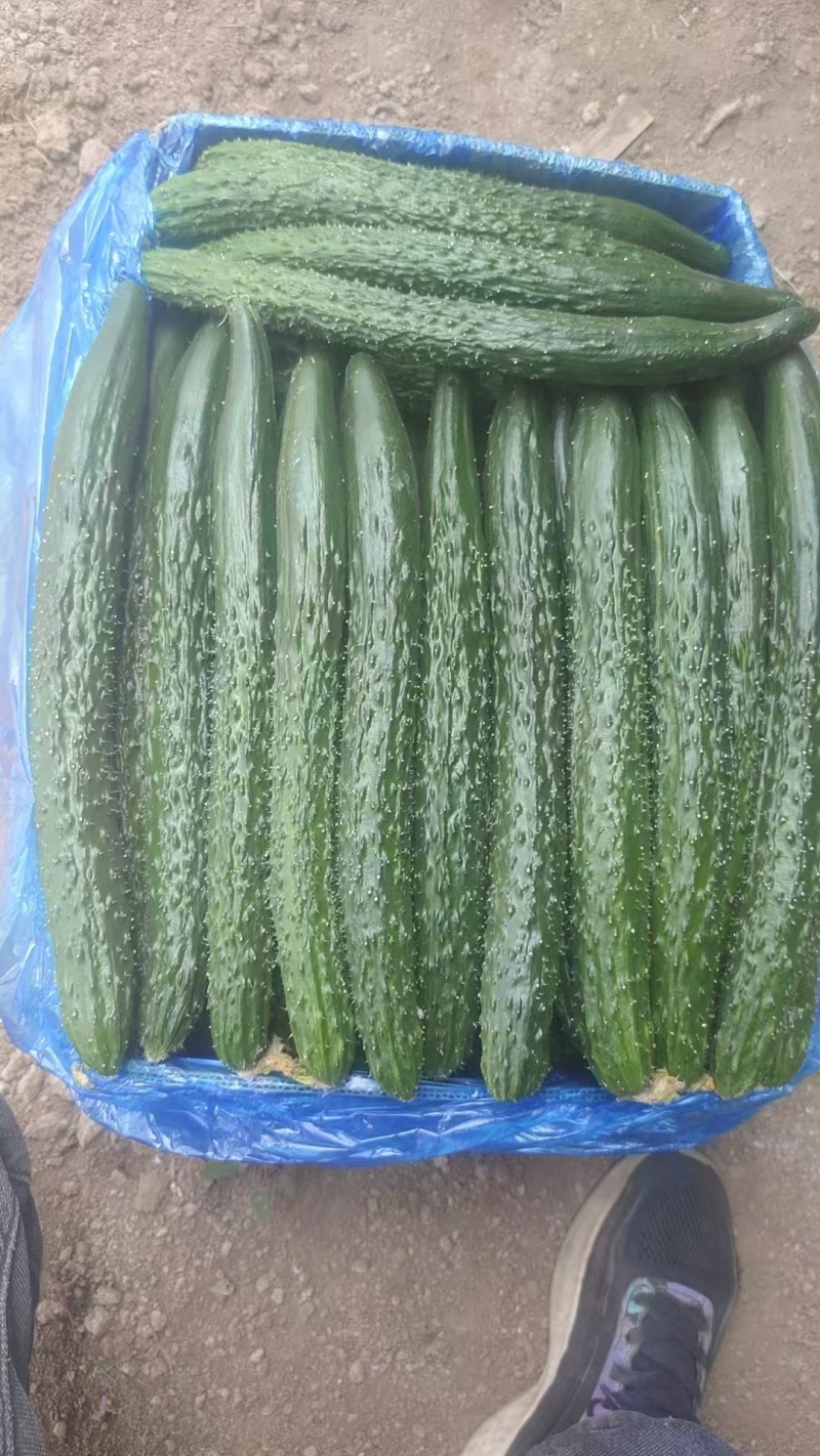 山西精品密刺黄瓜，一手货源厂地直发，一年四季黄瓜为主