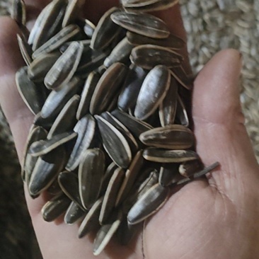 大颗粒电商赶大集货