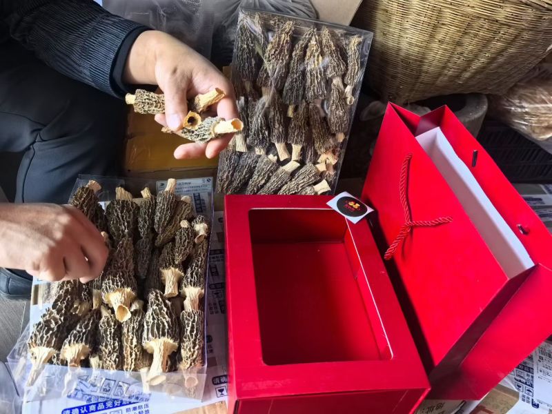 云南普洱澜沧拉祜族自治县羊肚菌干货批发