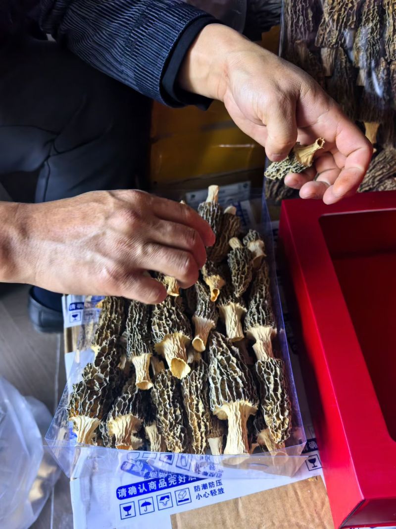 云南普洱澜沧拉祜族自治县羊肚菌干货批发