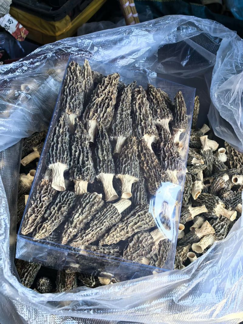 云南普洱澜沧拉祜族自治县羊肚菌干货批发