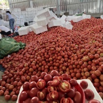攀枝花米易粉果小果番茄🍅