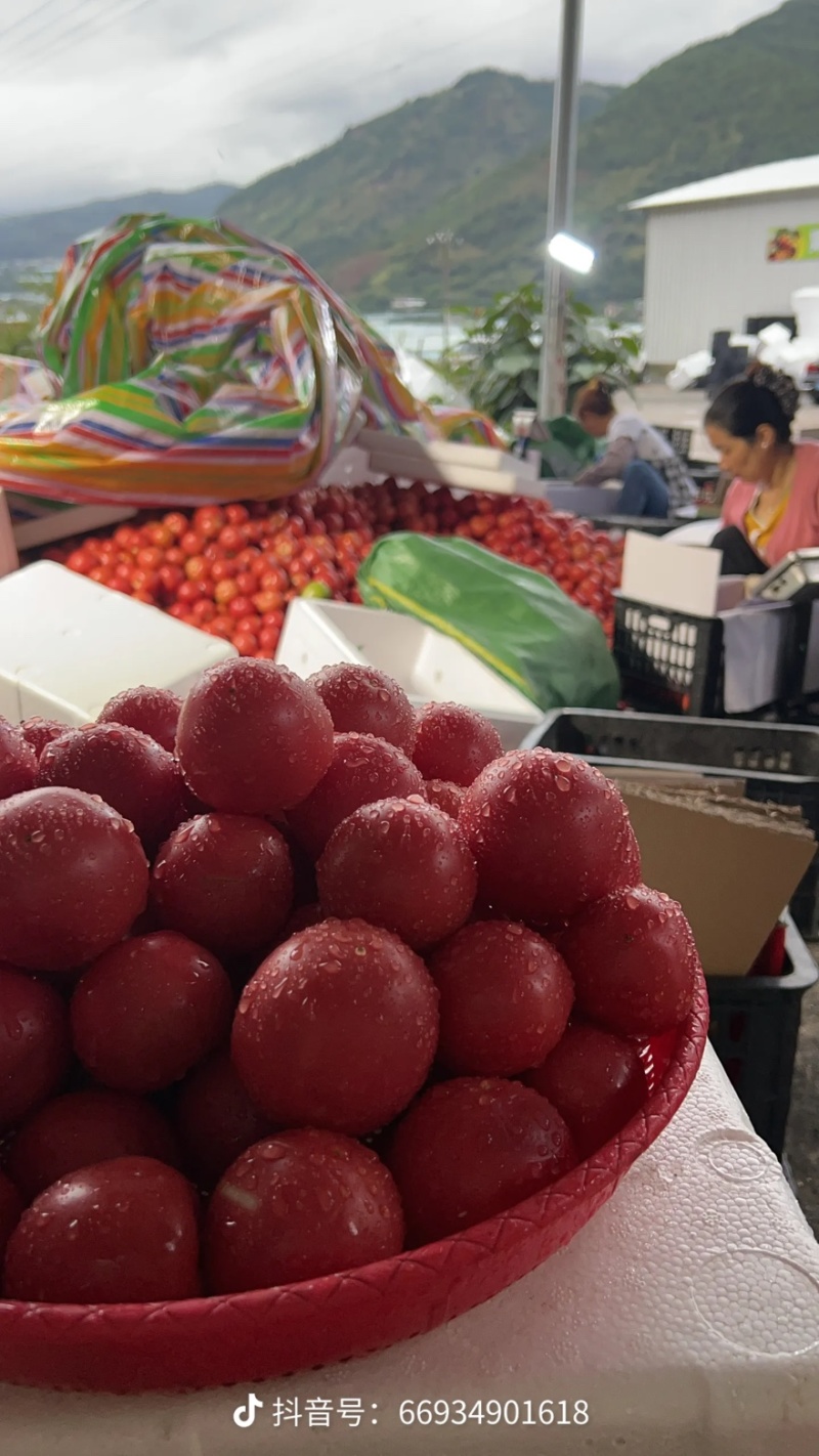 攀枝花米易粉果小果番茄🍅