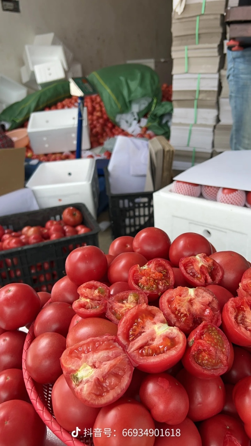 攀枝花米易粉果小果番茄🍅