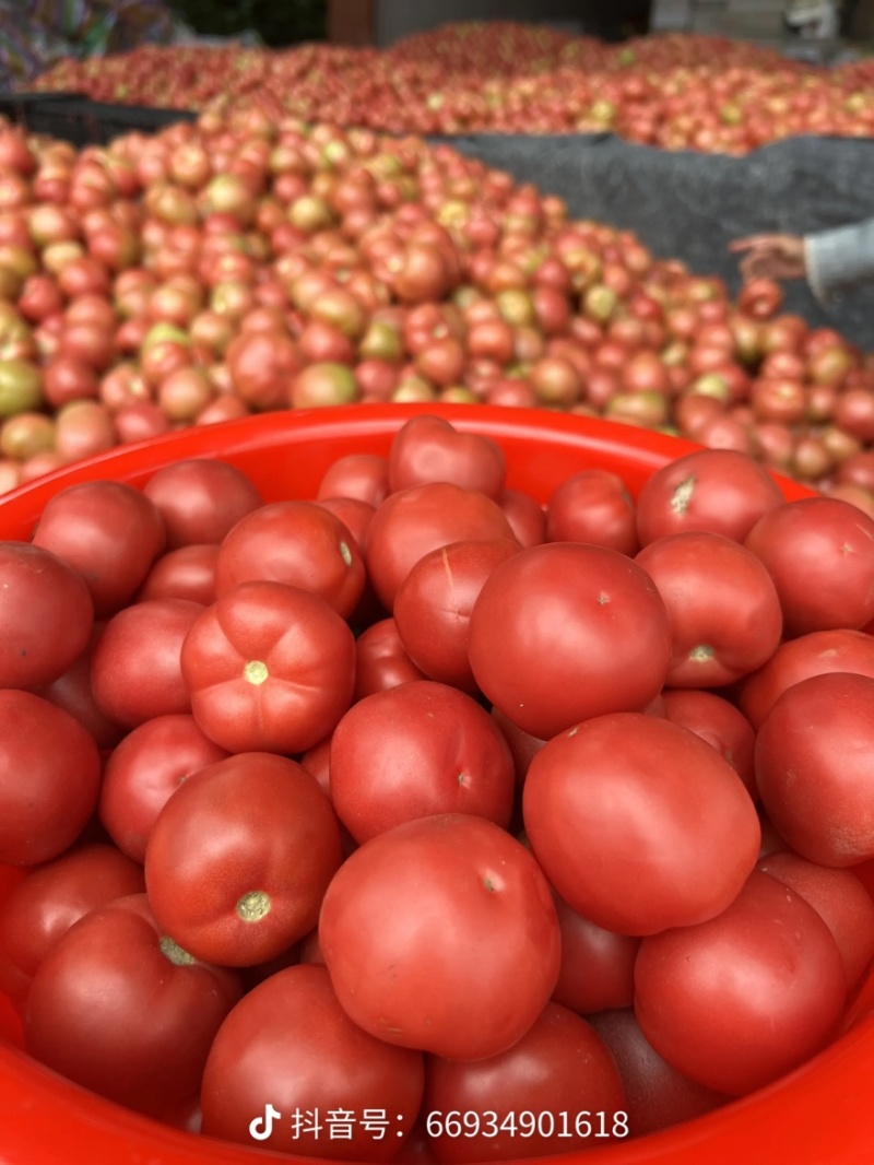 攀枝花米易粉果小果番茄🍅