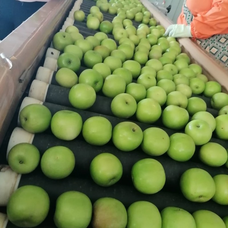 西双版纳苹果枣