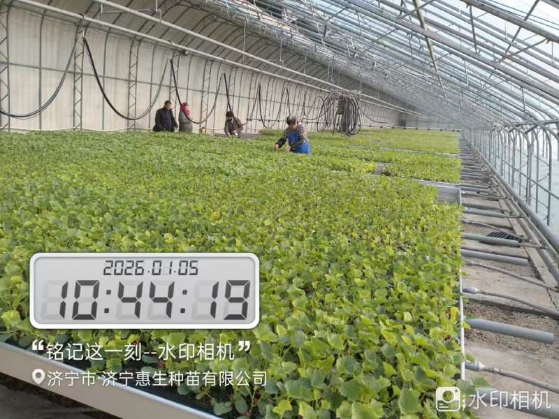 可预定，苗场直供早甜脆各种甜瓜苗可预定，糖度高，抗病强苗
