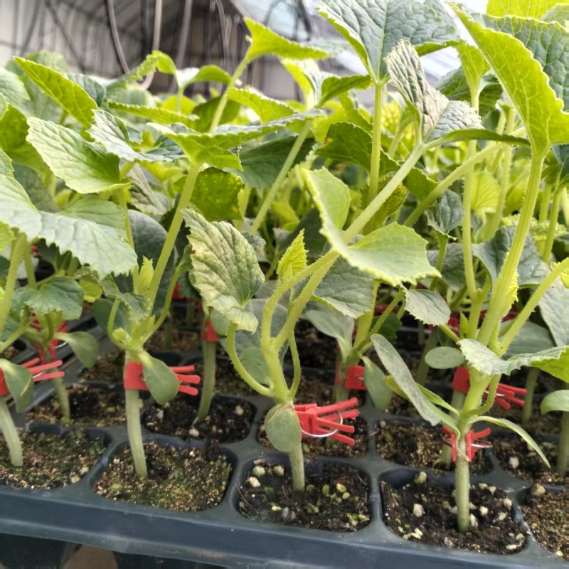 可预定，苗场直供早甜脆各种甜瓜苗可预定，糖度高，抗病强苗