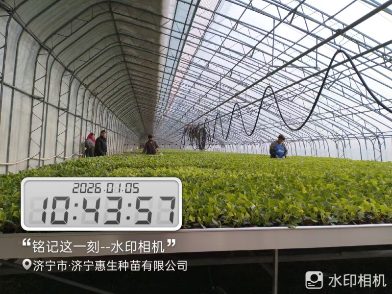可预定，苗场直供早甜脆各种甜瓜苗可预定，糖度高，抗病强苗
