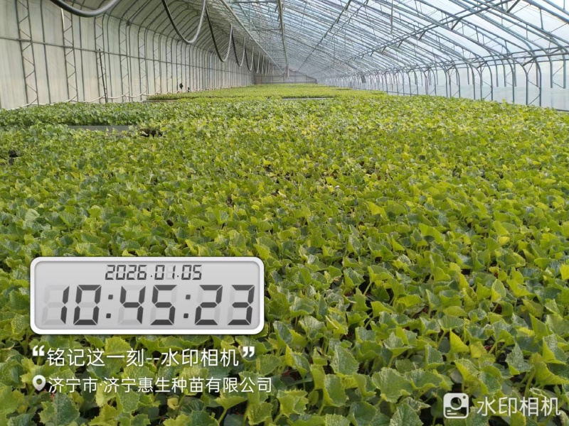可预定，苗场直供早甜脆各种甜瓜苗可预定，糖度高，抗病强苗