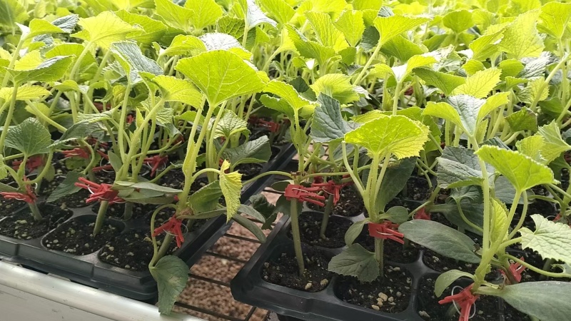 可预定，苗场直供早甜脆各种甜瓜苗可预定，糖度高，抗病强苗