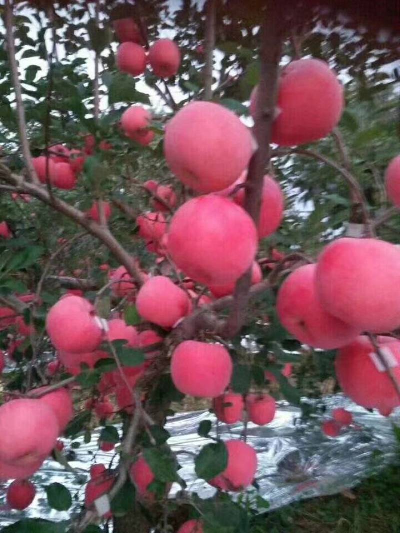静宁苹果