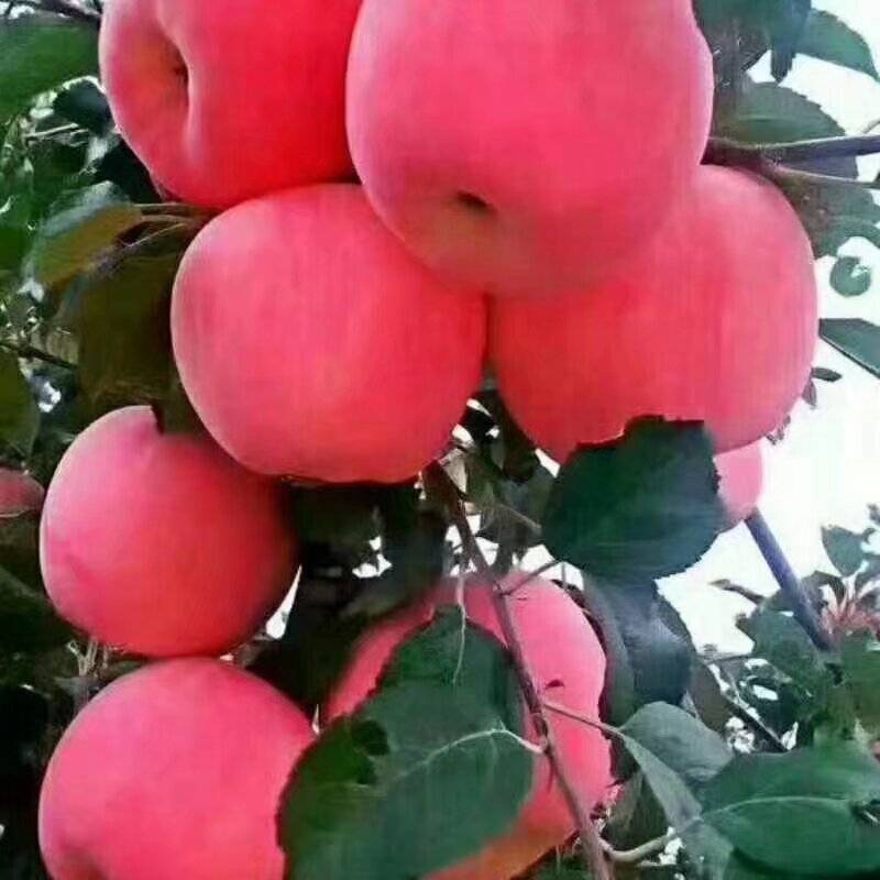 静宁苹果