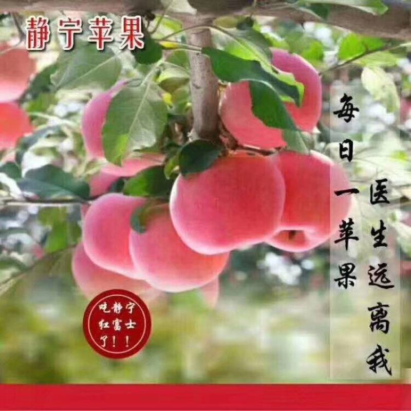 静宁苹果