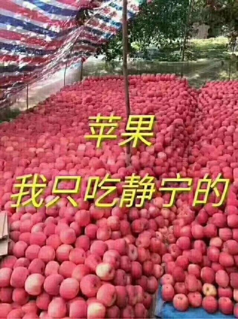 静宁苹果
