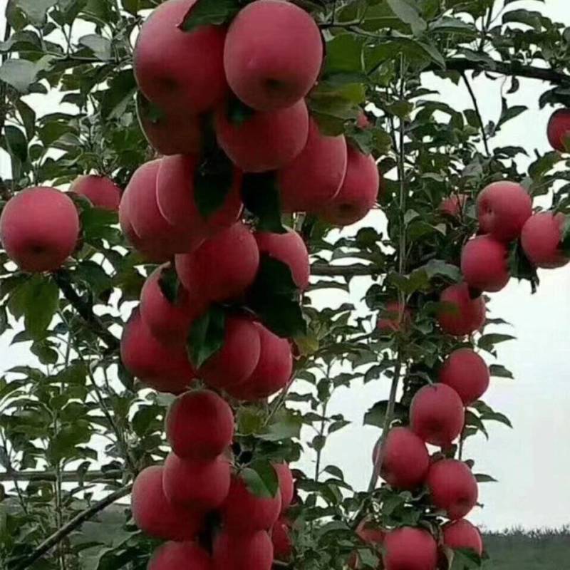 静宁苹果