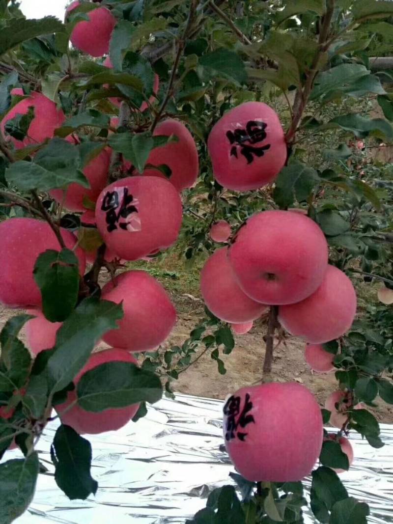 静宁苹果