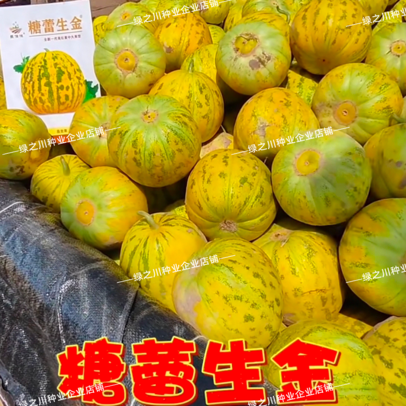 丰信恒糖蕾生金甜瓜种子高糖型杂交八里香甜瓜种子露地版花皮