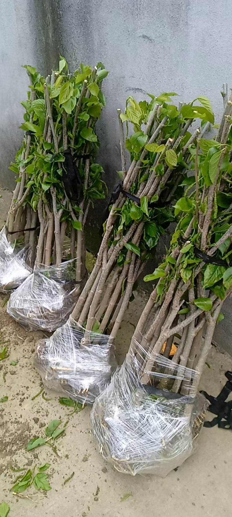 稀有品种，香金葚，口感纯甜，产量高，花青素含量，超72