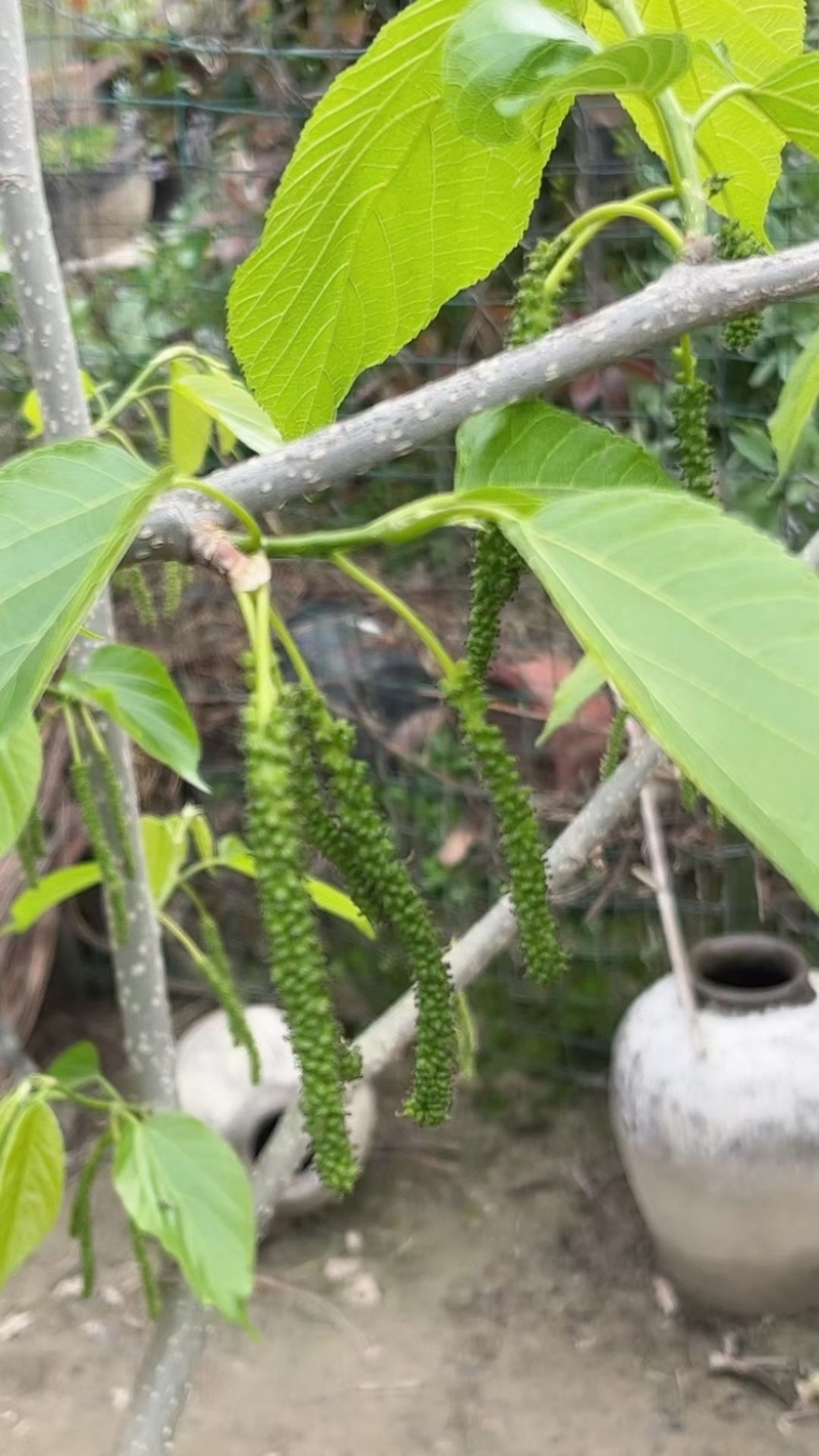 稀有品种，香金葚，口感纯甜，产量高，花青素含量，超72