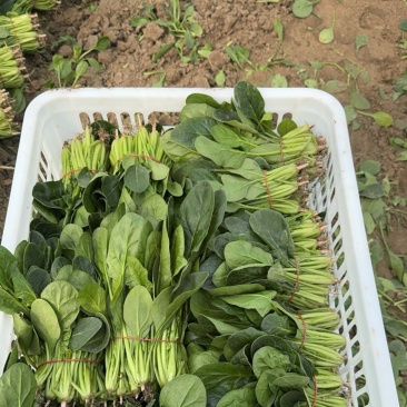 波菜热卖中