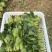 波菜热卖中
