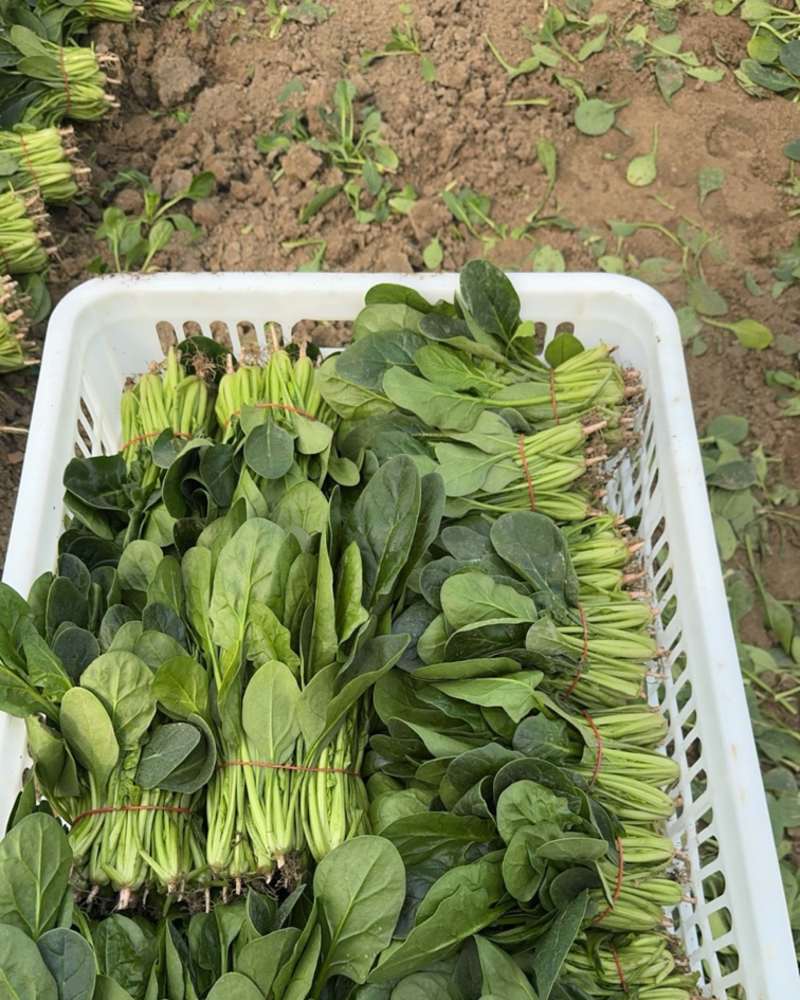 波菜热卖中