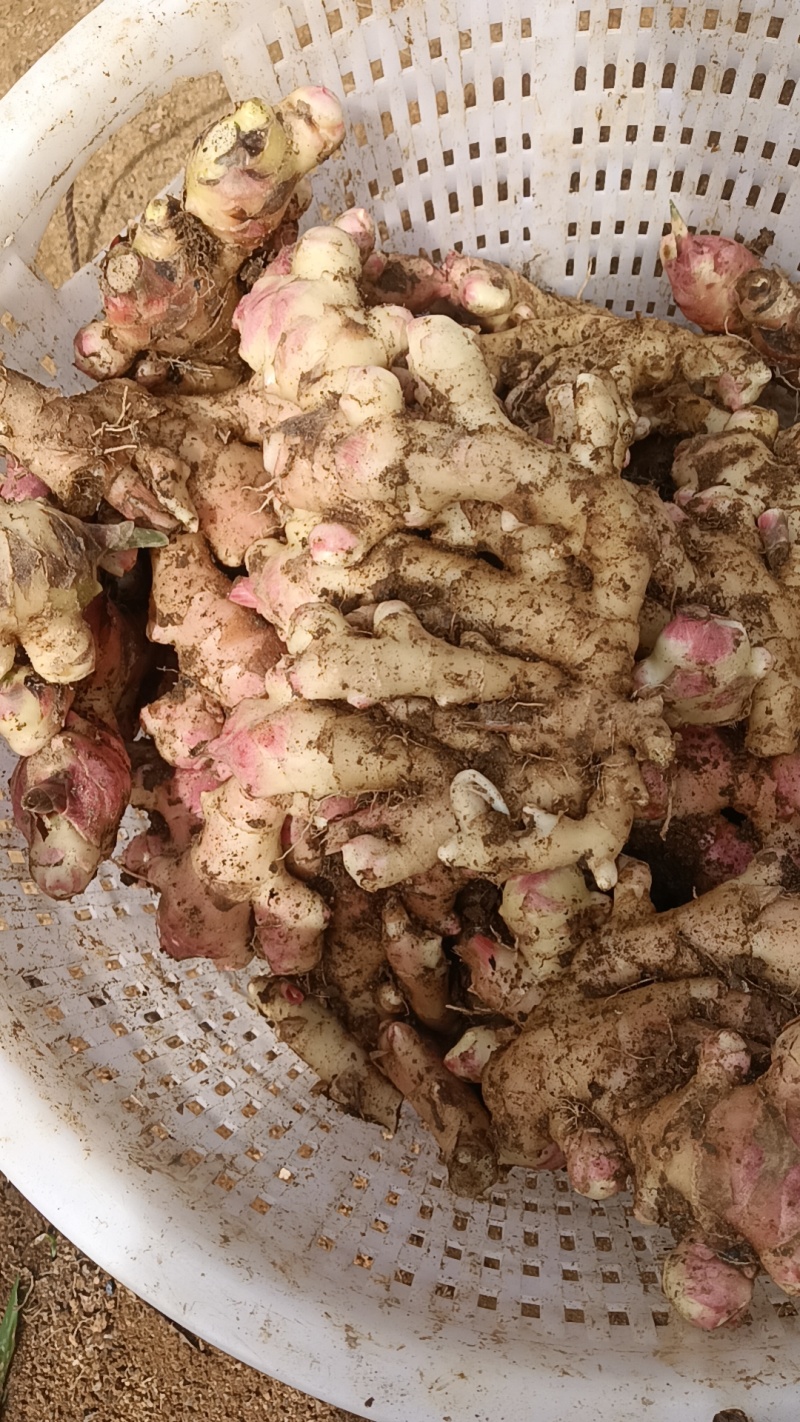 广东清远连山梅洞大肉姜，产地，不含运费及打包装车费用
