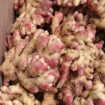 广东清远连山梅洞大肉姜，产地，不含运费及打包装车费用