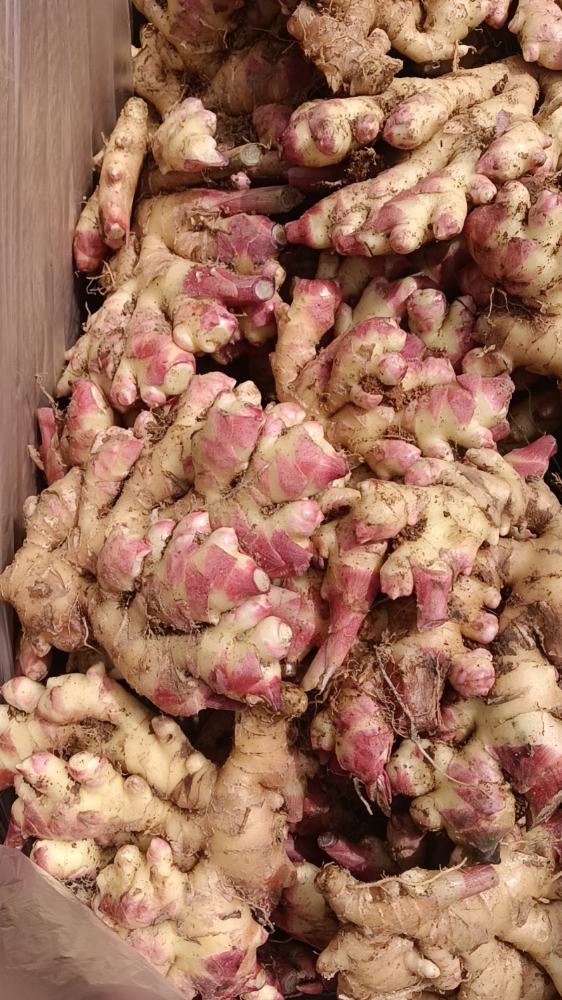 广东清远连山梅洞大肉姜，产地，不含运费及打包装车费用