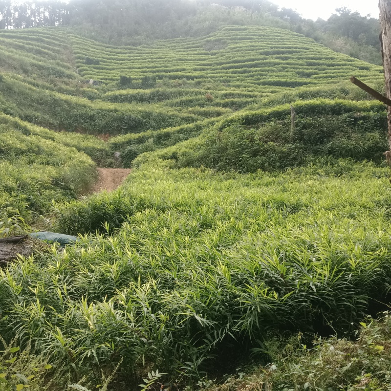 广东清远连山梅洞大肉姜，产地，不含运费及打包装车费用