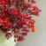 澳洲腊梅