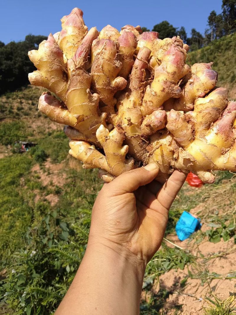 广东清远连山梅洞小黄姜。产地，不含运费及打包，上车等费用