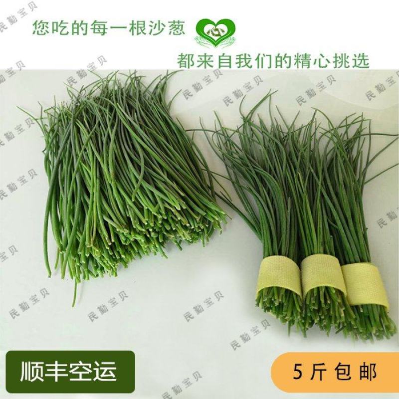 民勤沙葱