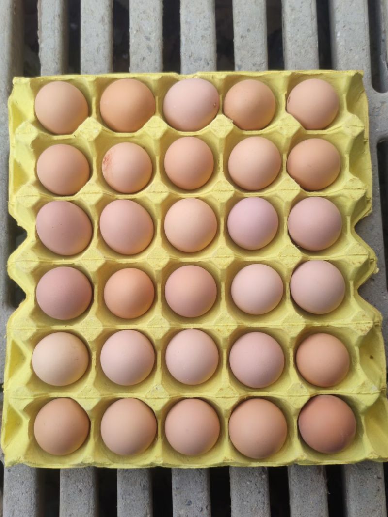 鲜鸡蛋土鸡蛋批发精品礼盒土鸡蛋精品黑凤土鸡蛋批发