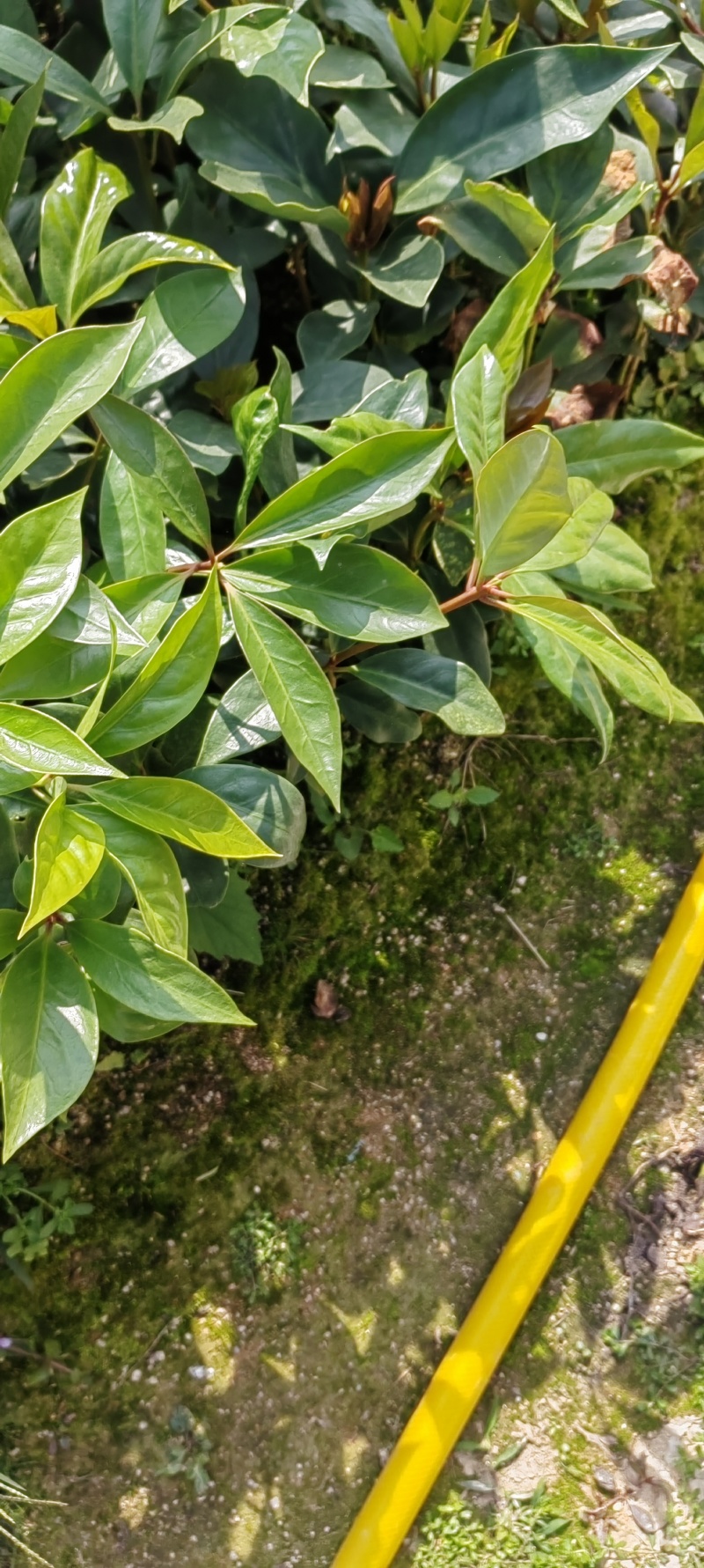 八角苗实生苗嫁接苗