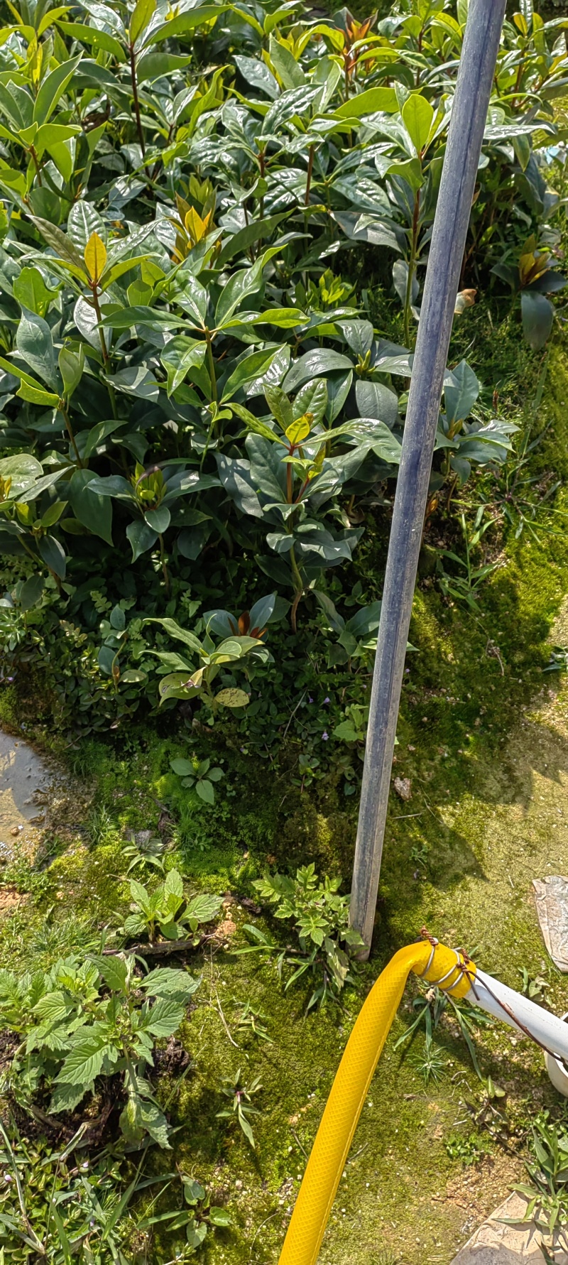 八角苗实生苗嫁接苗