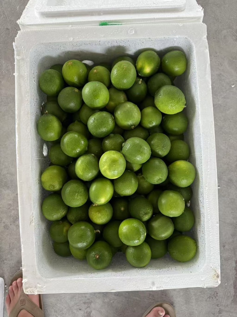 无子青柠塔希提柠檬