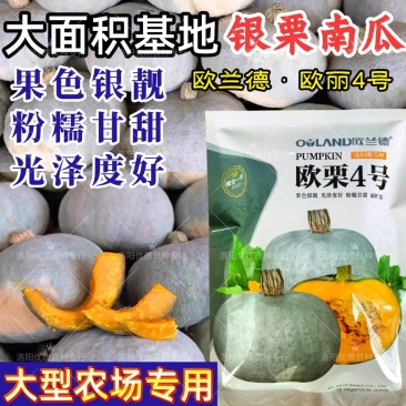 欧栗4号银栗南瓜种子银皮大贝贝南瓜粉糯香甜甘面板栗南瓜种