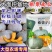 欧栗4号银栗南瓜种子银皮大贝贝南瓜粉糯香甜甘面板栗南瓜种